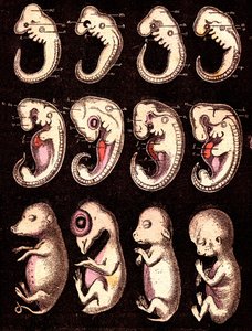 Vergeleken embryo