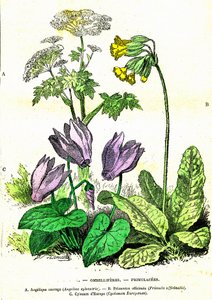 Ombelliferes, Primulacees: Natuurlijke Creatie en Levende Wezens. Tekening door A. Demarle. 1885 door Alphonse Demarle