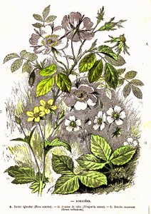 Rosaceae - Natuurlijke Creatie en Levende Wezens: Tekening door A. Demarle. 1885 door Alphonse Demarle