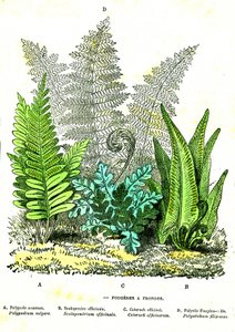 Sling Fougeres: Natuurlijke Schepping en Levende Wezens. Tekening door A. Demarle. 1885 door Alphonse Demarle