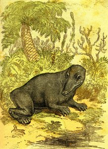 De Labyrinthodonte (Amfibie): Amfibie van de steenkoolperiode. Natuurlijke Schepping en Levende Wezens. Tekening A. Demarle 1885
