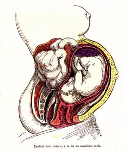 Het kind in de baarmoeder (laat 9e maand) - Het normale leven & gezondheid van J. Rengade- Tekening A. Demarle 1881