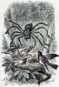 Zoologische kaart: spinachtige, aviculaire mygalus verrast een vogel-vliegnest (Zoologische plaat: spinachtige, Avicularia) Gravure uit 