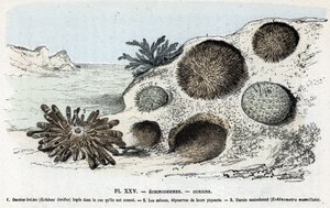 Zoologische kaart: echinoderm, zee-egels Gravure uit 