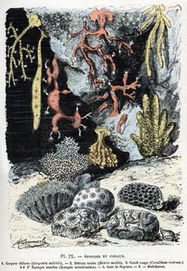 Zoölogische kaart: sponzen en koralen (gorgone, bebryce, koraal, sponzen, neptunus handschoen (Zoölogische plaat: Zeesponzen en koralen) Gravure uit 