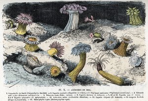 Zoologische plaat: zeeanemonen. Gravure uit 