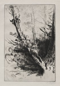 In het bos