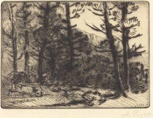 Woods in Winter Sun