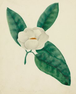 Magnolia (aquarel) door Altha Mary Nims