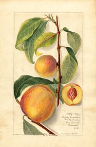 Perziken (Prunus persica) (aquarel) door Amanda Almira Newton