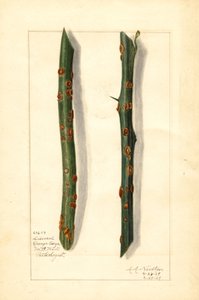 Twee zieke sinaasappeltwijgen (Citrus sinensis) (aquarel)