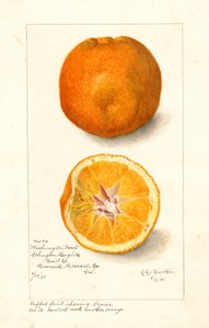 Washington Navelsinaasappels ( Citrus sinensis) (aquarel)