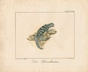 Kortstaarthagedis (handgekleurde koperplaatgravure)
