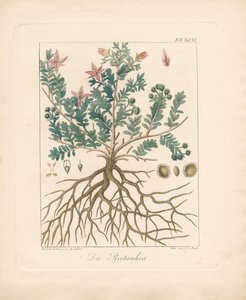 De Duindoorn (handgekleurde litho) door Ambrosius Gabler
