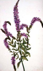 PD.128-1973f.11 Paarse Spitswilgenkruid (Epilobium) 1787
