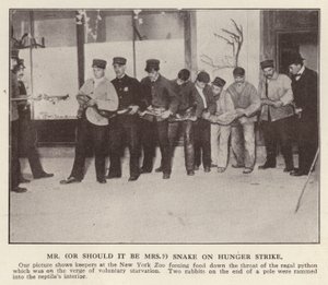 Verzorgers voeren een python met dwangvoeding in de dierentuin van New York, VS door American Photographer (after)