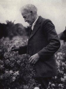 Luther Burbank tussen zijn bloemen (zwart-wit foto)