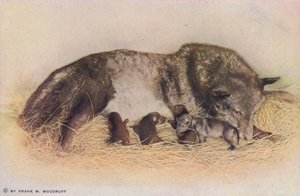 Chicago: Timber Wolf and Young, Lincoln Park (kleurenfoto)