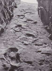 Gefossiliseerde mammoetvoetafdrukken, Carson City, Nevada, VS (z/w foto) door American Photographer