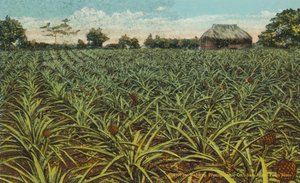 Porto Rico / Puerto Rico: Een veld vol ananassen in Porto Rico (kleurenfoto)