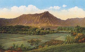 Rijstvelden, Oahu (kleurenfoto)
