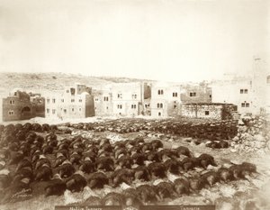 Leerlooierij in Hebron met huiden op de voorgrond, 1898-1911 door American Photographer