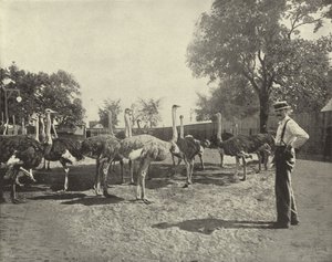 De struisvogels