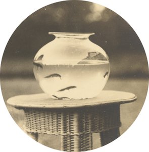 Zonder titel (vissenkom),c. 1888 (foto)