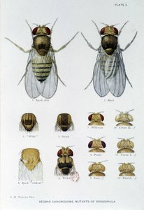 Bijen - in 