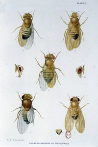 Bijen - in 