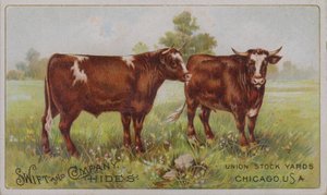 Amerikaanse handelskaart die Swift and Company dierenvellen adverteert, Union Stock Yards, Chicago, Illinois