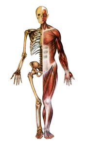 Anatomische Afbeelding van het Menselijk Skelet en Spieren door American School