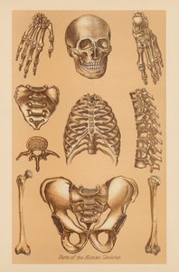 Anatomische Studie van het Menselijk Skelet door American School