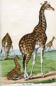 Antieke Print van Giraffen door American School