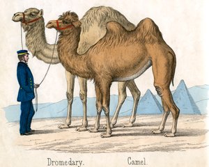Antieke prent van een kameel en dromedaris