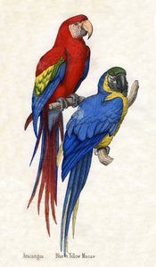 Aracangua en Blauw-gele Ara, uit De Natuurlijke Historie van Dieren