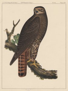 Vogels, plaat XIV door American School