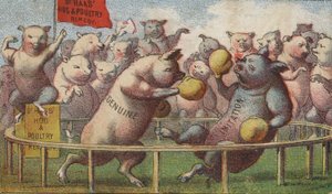 Varkens in de boksring door American School