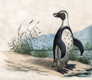 Magelhaenpinguïn, uit The Natural History of Animals