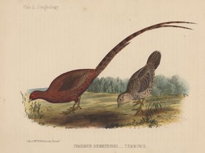 Phasianus Soemmeringh (Temminck) door American School