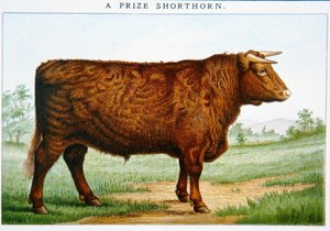 Prijs Shorthorn Stier door American School