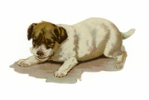 Puppy aan het spelen door American School
