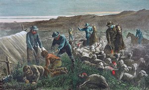 Schapenslachting tijdens de Pleasant Valley Range War, Arizona door American School