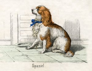 Spaniël, uit De Natuurlijke Geschiedenis van Dieren