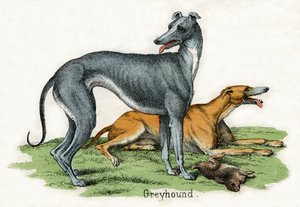 Twee windhonden, uit De natuurlijke historie van dieren door American School