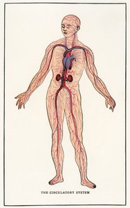 Vintage Anatomische Afbeelding van het Menselijke Bloedvatenstelsel