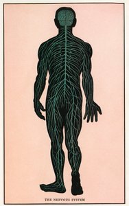 Vintage Anatomische Afdruk van het Menselijk Zenuwstelsel door American School