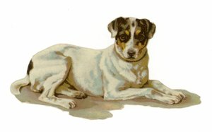 Jonge hond liggend door American School