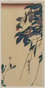 Grosbeak en Clematis, midden jaren 1830