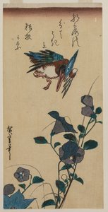 IJsvogel en Chinese Klokbloemen